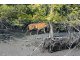 FIRST TIME IN HISTORY STRIKE TO SAVE A FOREST
